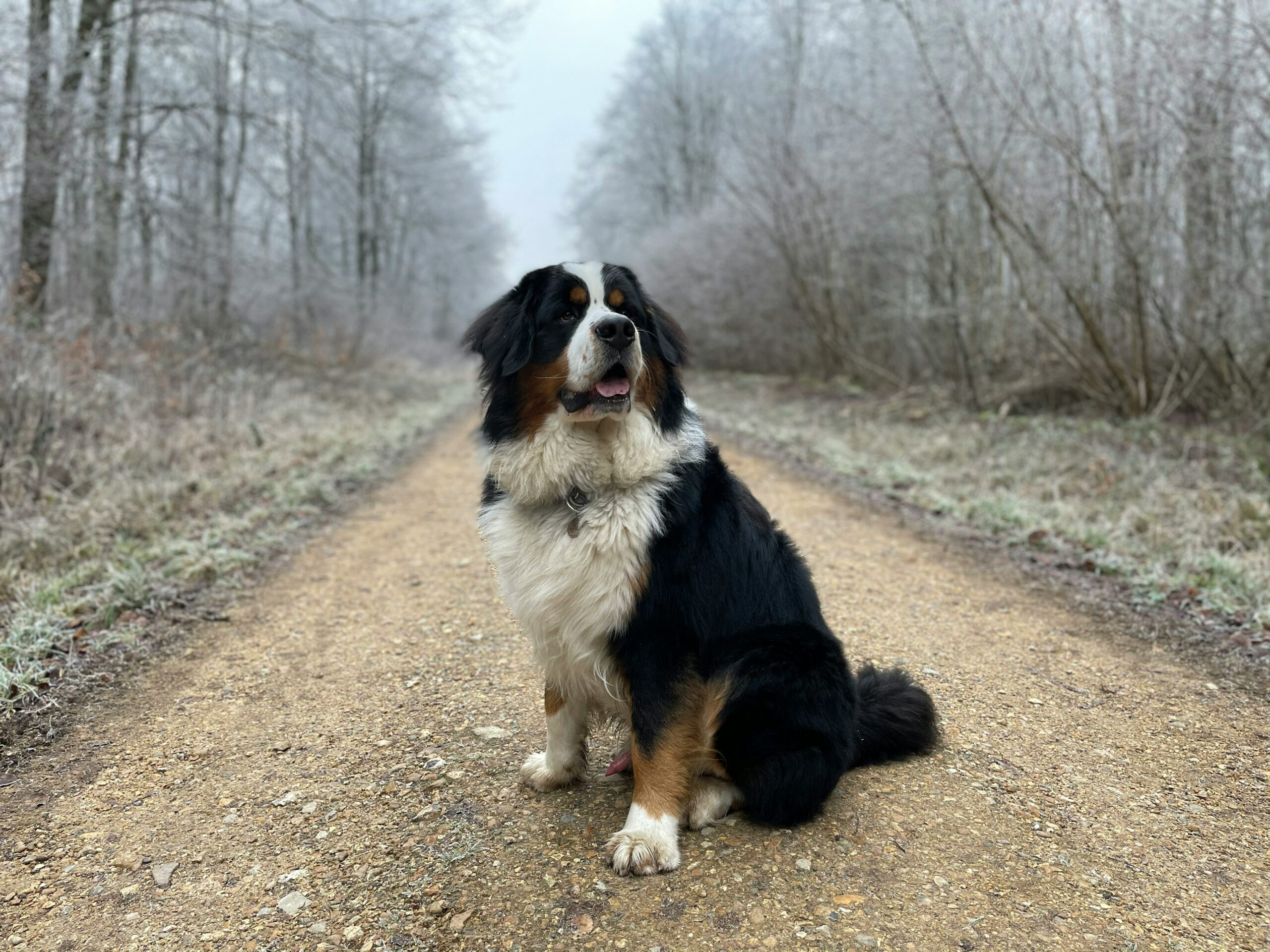Unraveling the Gentle Giant: Inside the Temperament of the Bernese Mountain Dog Unraveling the Gentle Giant: Inside the Temperament of the Bernese Mountain Dog