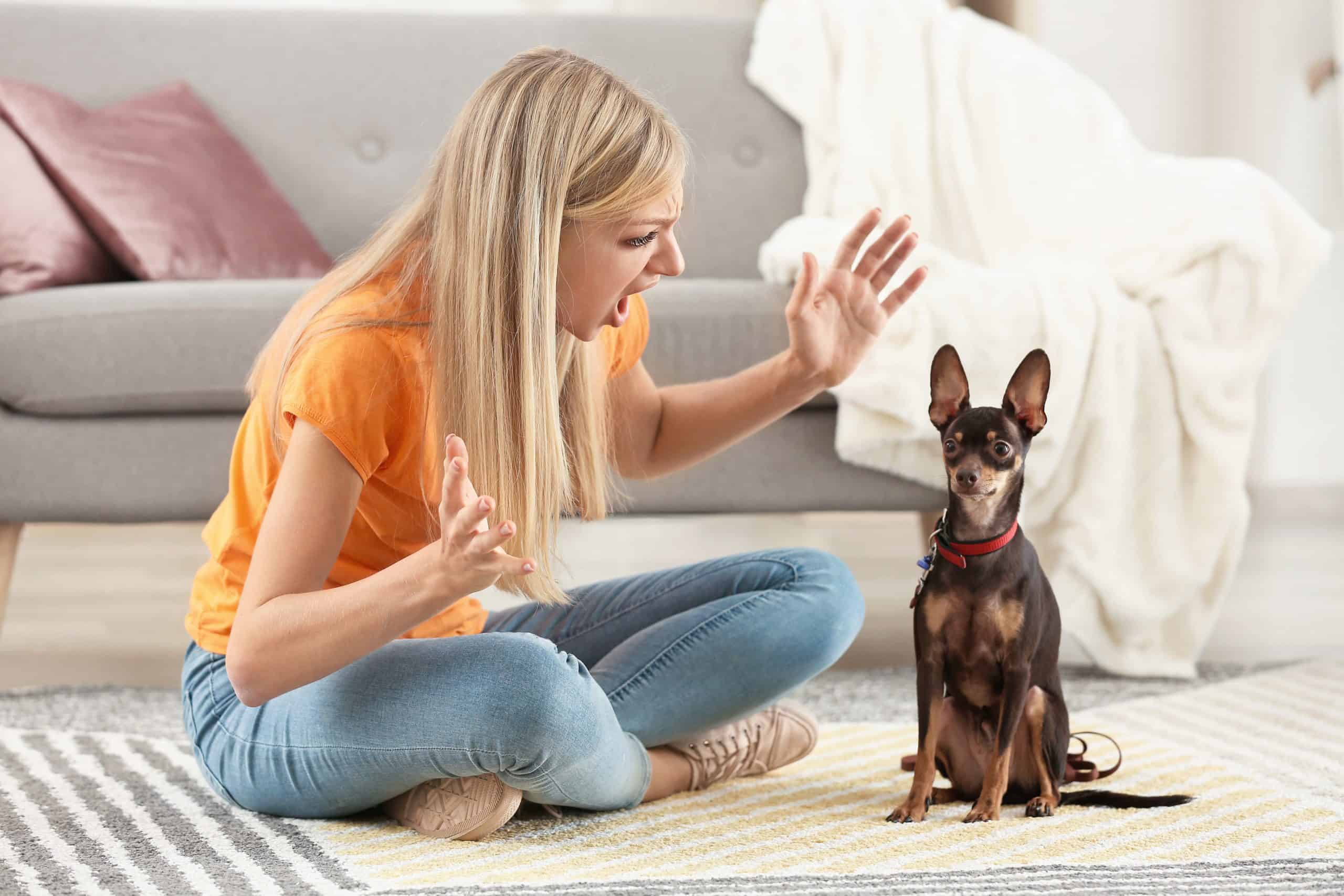 The Mystery Behind Why Your Dog Leaves the Room When You Yell - Impact of Yelling on Dogs