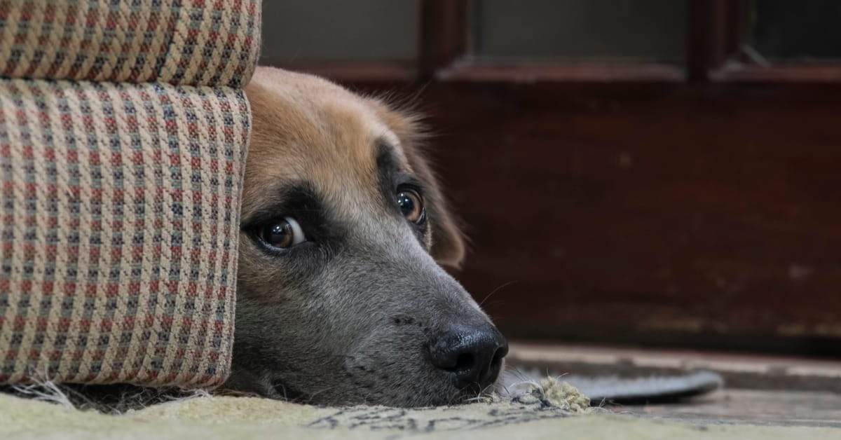 Dog-Proofing Your Walls: Strategies for Stormy Situations