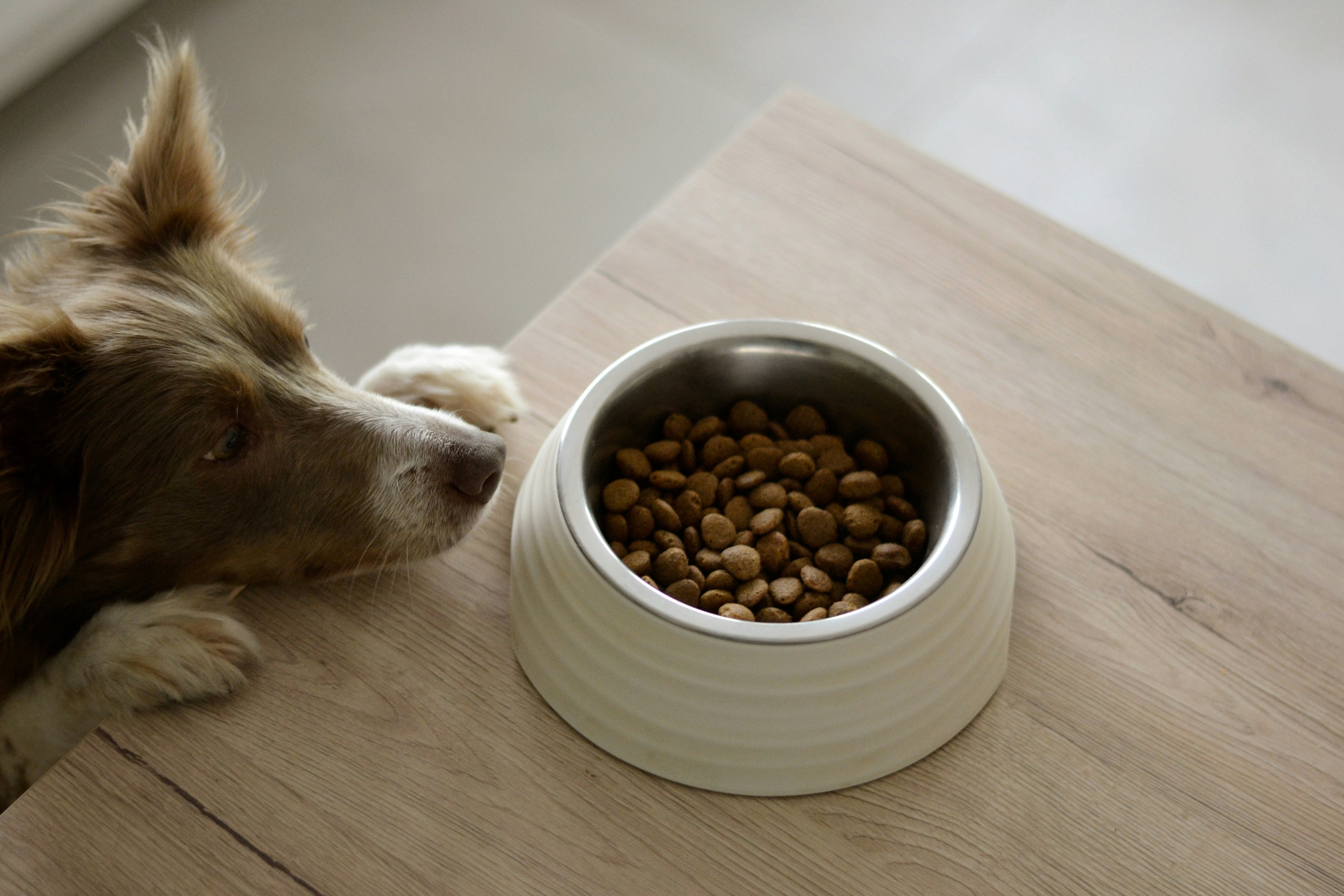 Unveiling the Mystery: Understanding Why Your Dog Won't Eat - Conclusion