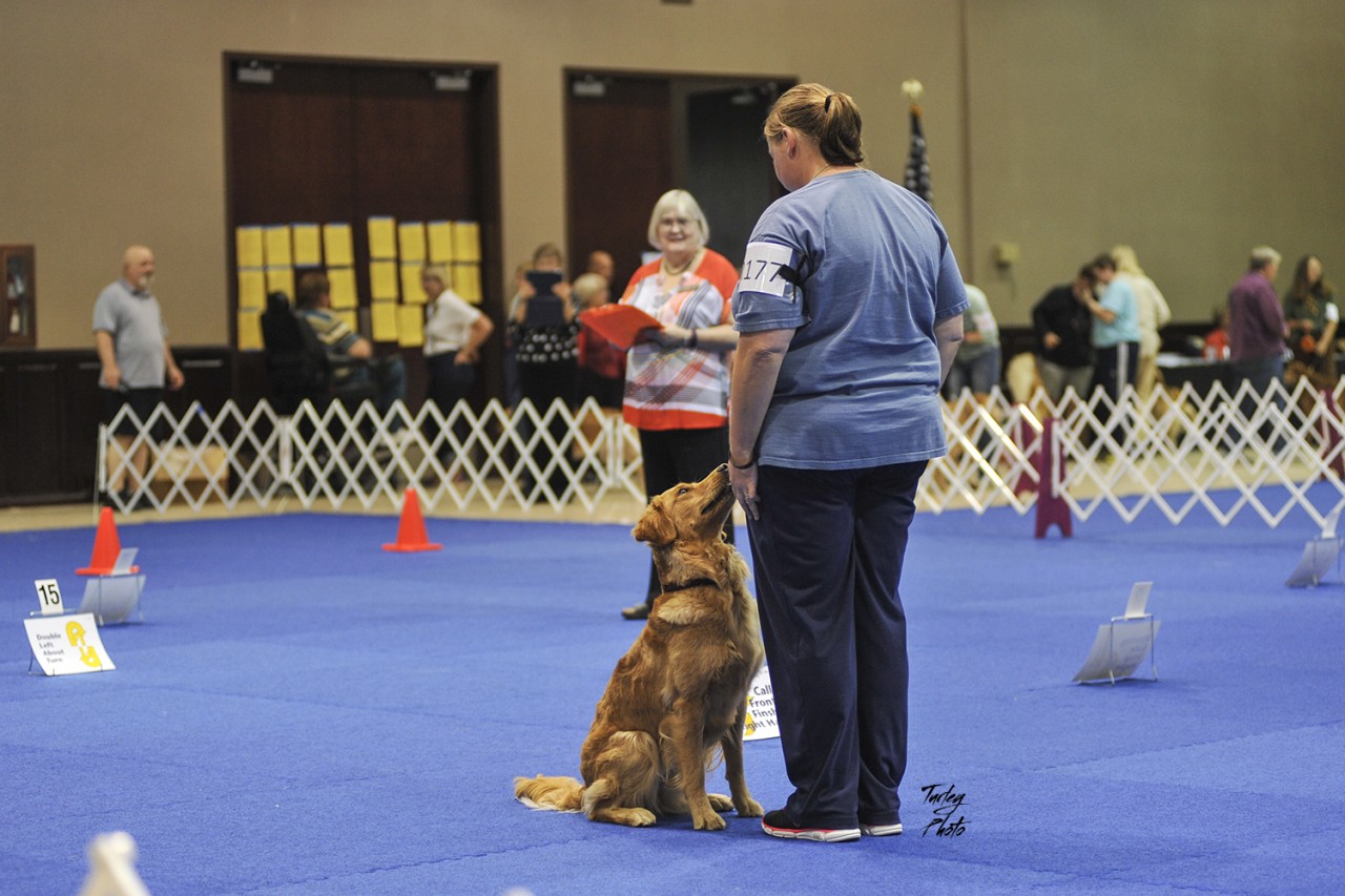 From Sit to Stand: Teaching Your Dog the Command Stance - Reinforcing and Generalizing Stance