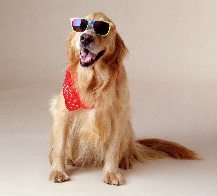 Understanding the Lifespan of Golden Retrievers: What Every Owner Should Know Understanding the Lifespan of Golden Retrievers: What Every Owner Should Know
