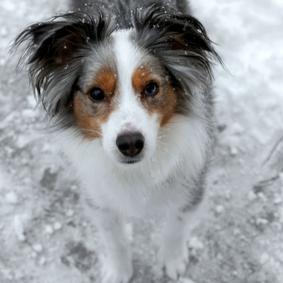 Unveiling the Charismatic Charm of Miniature American Shepherd Dogs Unveiling the Charismatic Charm of Miniature American Shepherd Dogs