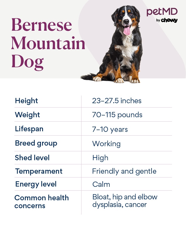 Unraveling the Gentle Giant: Inside the Temperament of the Bernese Mountain Dog Unraveling the Gentle Giant: Inside the Temperament of the Bernese Mountain Dog