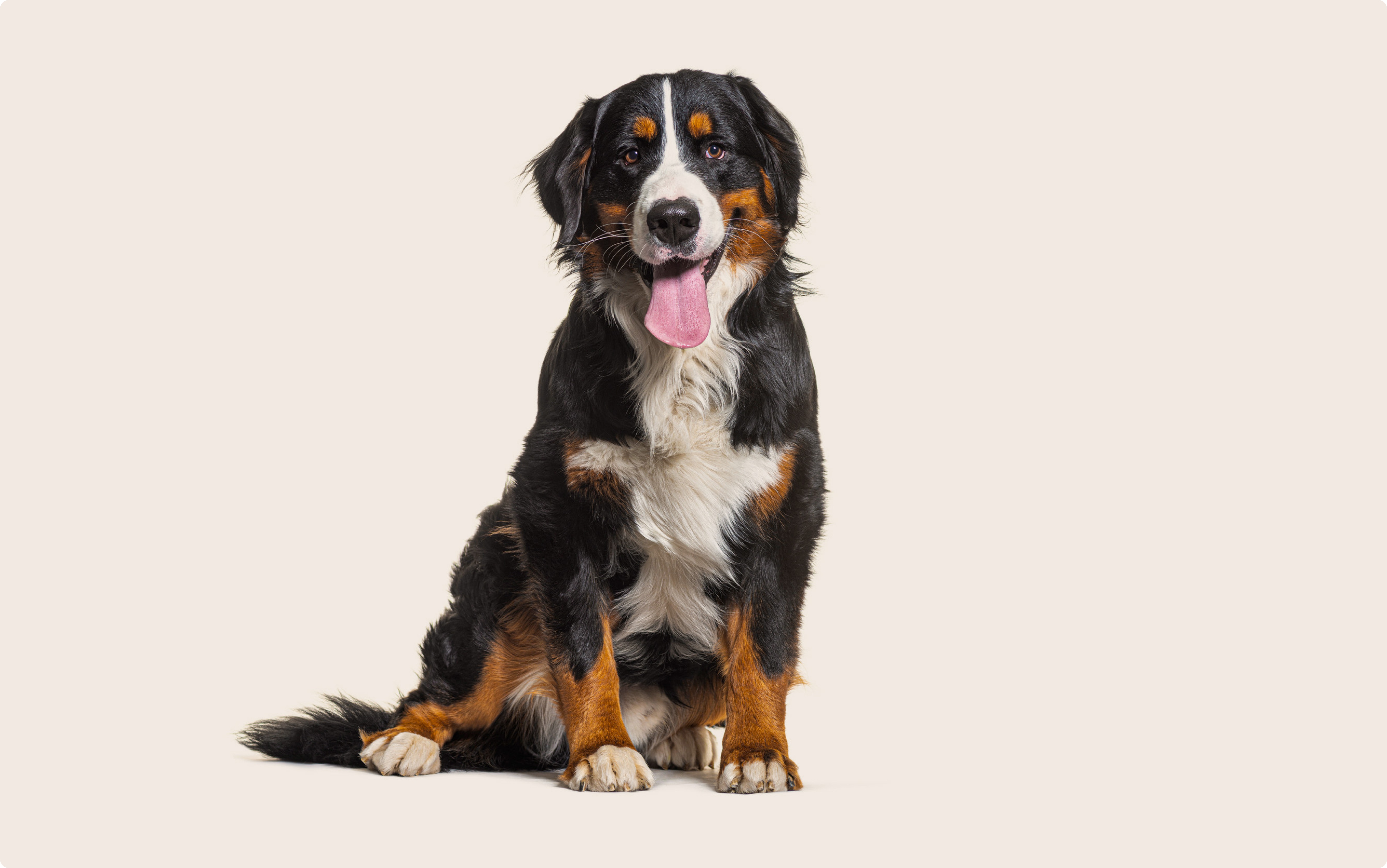 Unraveling the Gentle Giant: Inside the Temperament of the Bernese Mountain Dog Unraveling the Gentle Giant: Inside the Temperament of the Bernese Mountain Dog