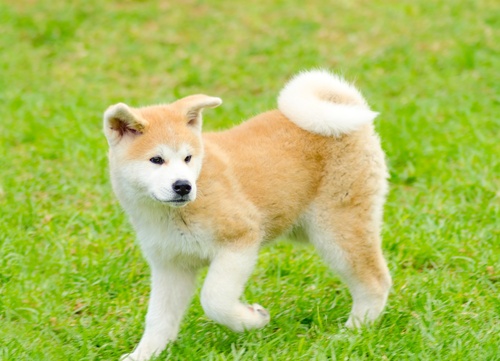 The Majestic White Akita: A Symbol of Loyalty and Strength The Majestic White Akita: A Symbol of Loyalty and Strength