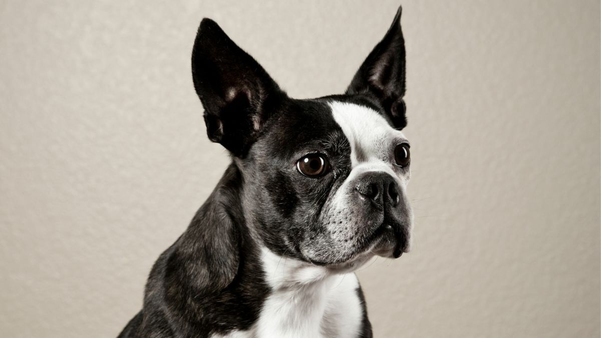 Bringing Home a Ball of Joy: Boston Terrier Puppies Available in Massachusetts Bringing Home a Ball of Joy: Boston Terrier Puppies Available in Massachusetts