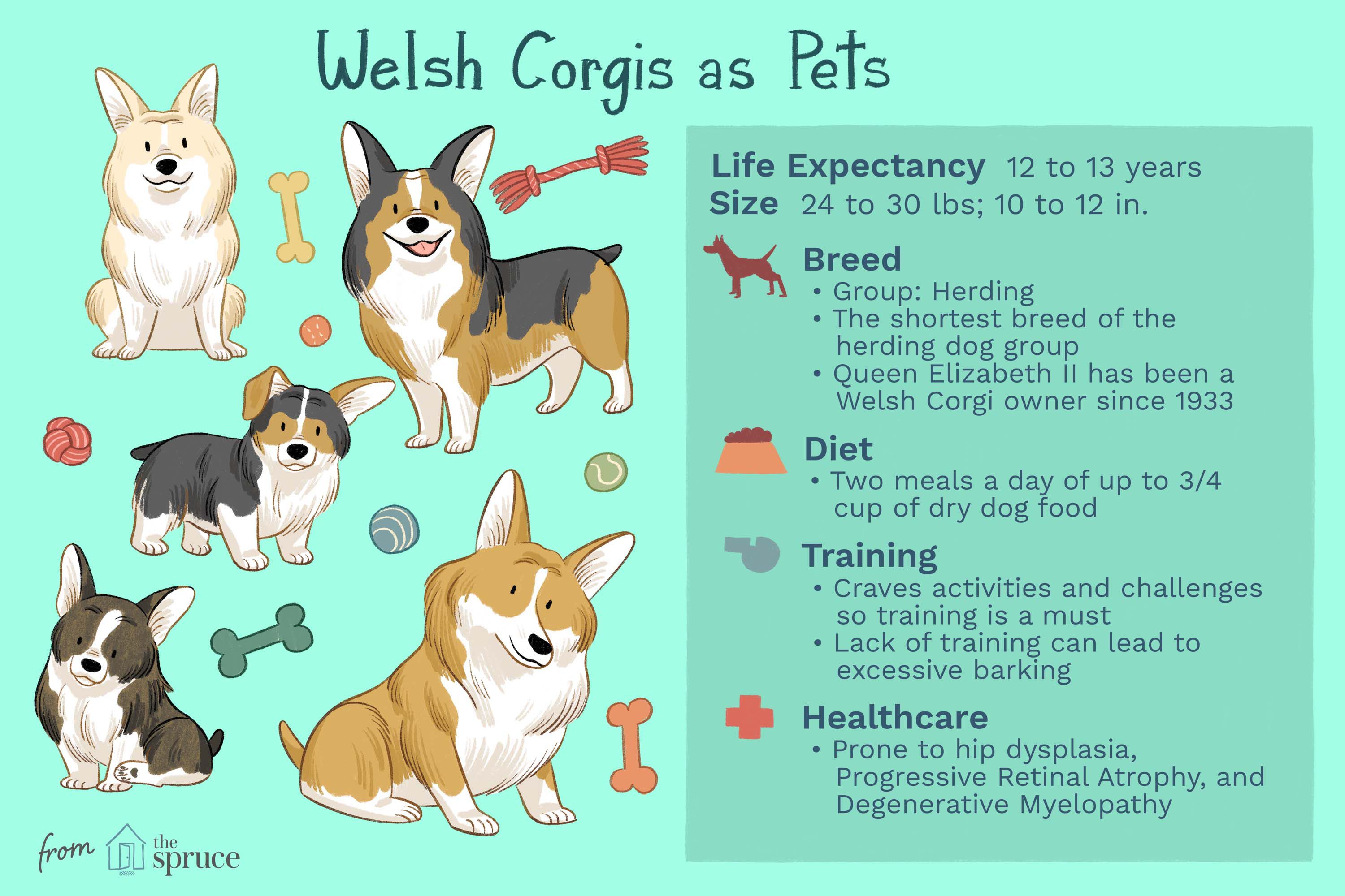 10 Fascinating Facts About Pembroke Welsh Corgis: Why They Make the Perfect Pet 10 Fascinating Facts About Pembroke Welsh Corgis: Why They Make the Perfect Pet
