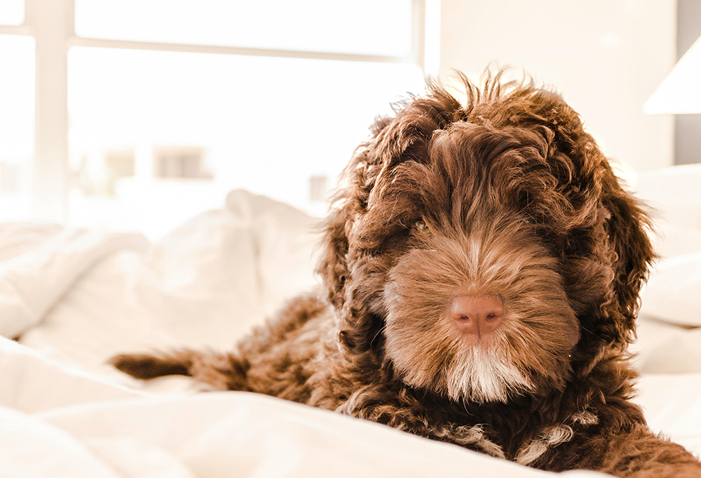 Your Guide to Finding the Perfect Portuguese Water Dog Puppy Your Guide to Finding the Perfect Portuguese Water Dog Puppy