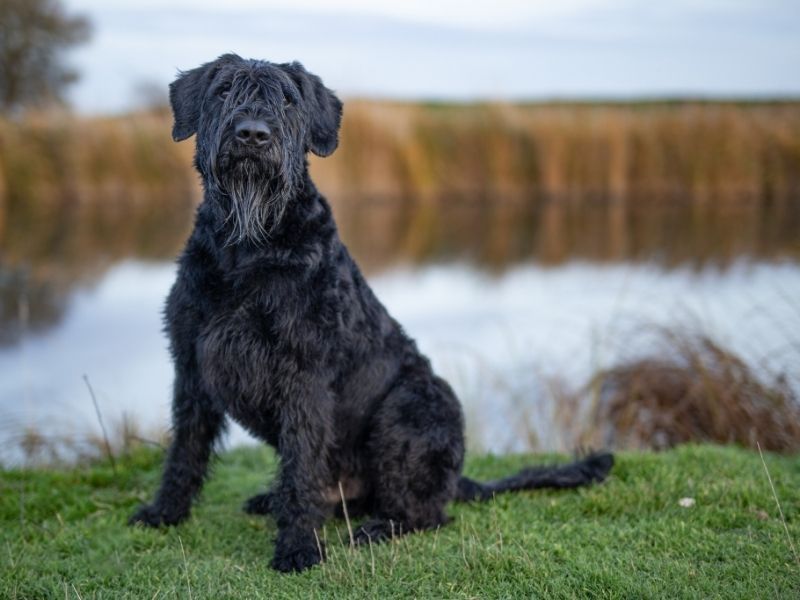 Unleashing the Magnificence: A Guide to Giant Schnauzer Health and Care Unleashing the Magnificence: A Guide to Giant Schnauzer Health and Care