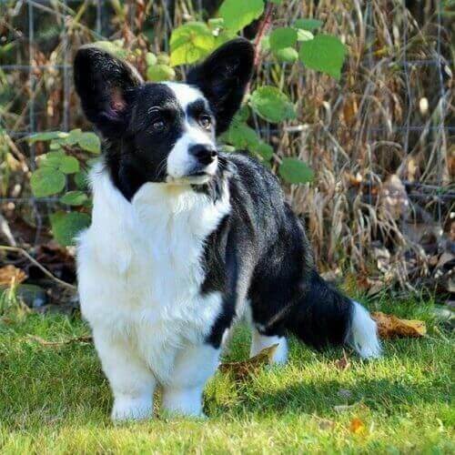 Unveiling the Charm of Cardigan Welsh Corgi Dogs: Your Perfect Companion Unveiling the Charm of Cardigan Welsh Corgi Dogs: Your Perfect Companion