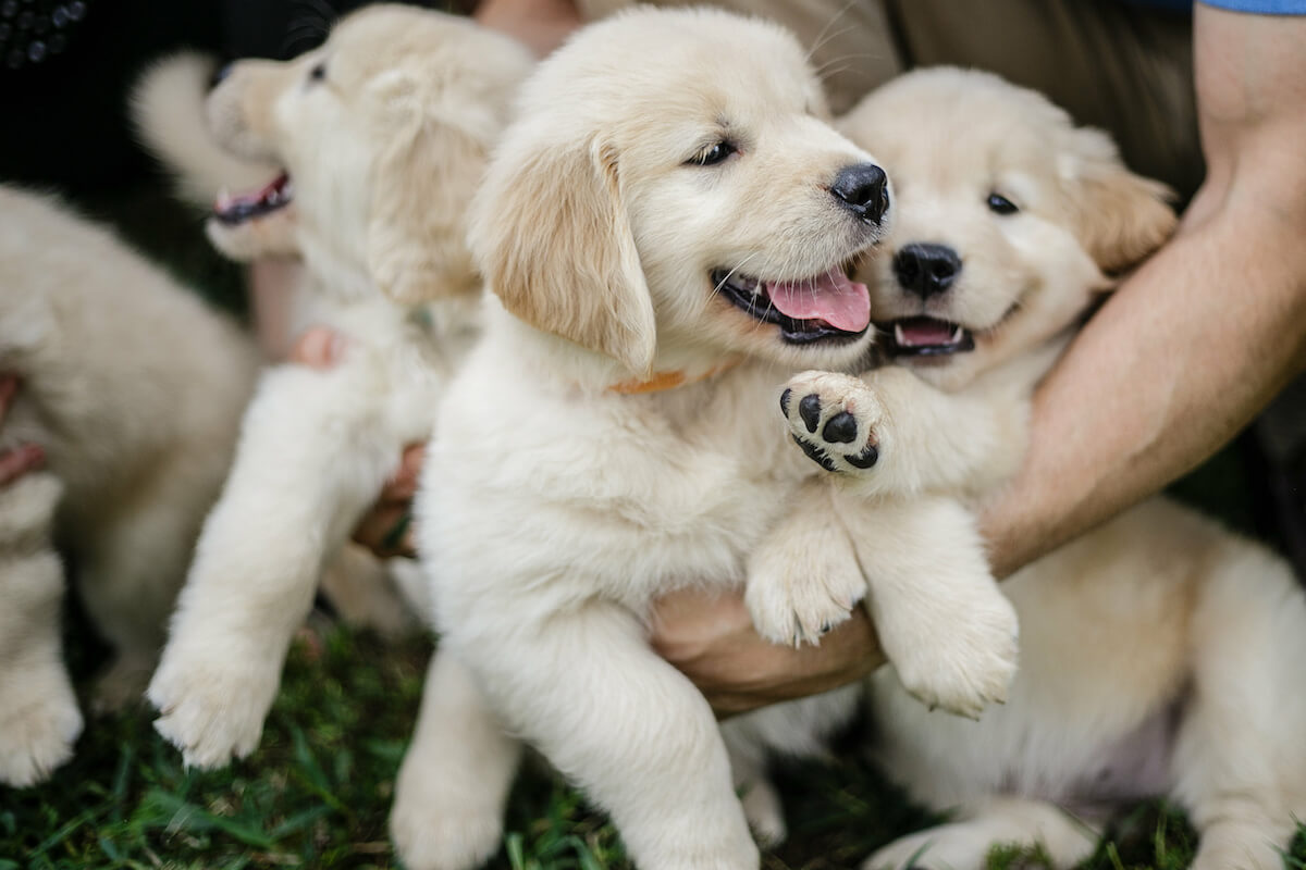 Understanding the Lifespan of Golden Retrievers: What Every Owner Should Know Understanding the Lifespan of Golden Retrievers: What Every Owner Should Know
