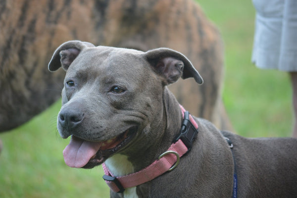The Ultimate Guide to Finding the Perfect Blue Staffordshire Bull Terrier Puppy The Ultimate Guide to Finding the Perfect Blue Staffordshire Bull Terrier Puppy