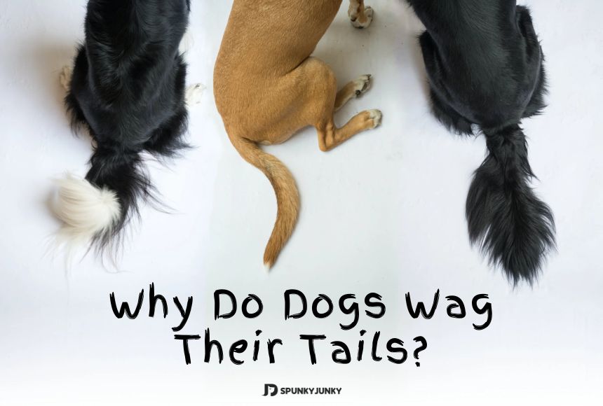 Tail Talk: What Your Dog's Wagging Tail is Really Saying - Tips for Better Understanding and Responding to Your Dog's Tail Talk