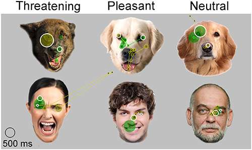 Can Your Dog Smile? Exploring the Delightful World of Canine Expressions - The Evolution of Dog Expressions