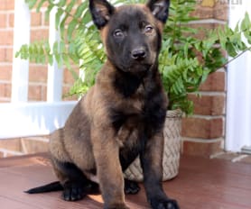 Discover the Energetic Charm of Pastor Belga Malinois Puppies for Sale! Discover the Energetic Charm of Pastor Belga Malinois Puppies for Sale!