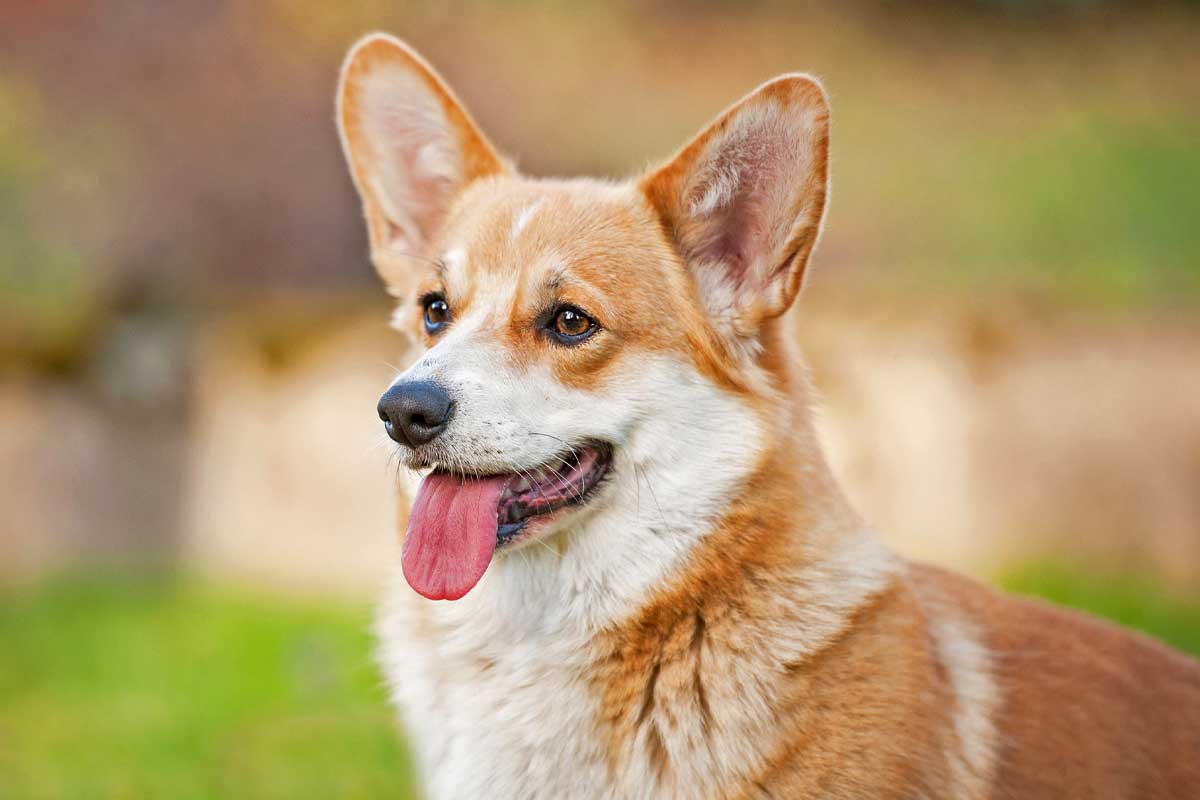 10 Fascinating Facts About Pembroke Welsh Corgis: Why They Make the Perfect Pet 10 Fascinating Facts About Pembroke Welsh Corgis: Why They Make the Perfect Pet