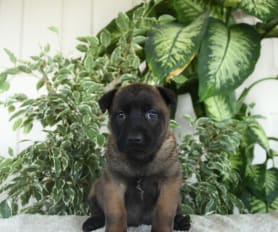 Discover the Energetic Charm of Pastor Belga Malinois Puppies for Sale! Discover the Energetic Charm of Pastor Belga Malinois Puppies for Sale!