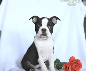 Bringing Home a Ball of Joy: Boston Terrier Puppies Available in Massachusetts Bringing Home a Ball of Joy: Boston Terrier Puppies Available in Massachusetts