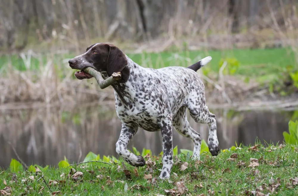 Your Guide to Finding the Perfect Shorthaired German Pointer Puppy Your Guide to Finding the Perfect Shorthaired German Pointer Puppy