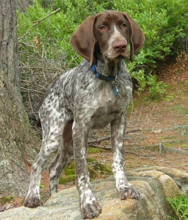 Your Guide to Finding the Perfect Shorthaired German Pointer Puppy Your Guide to Finding the Perfect Shorthaired German Pointer Puppy