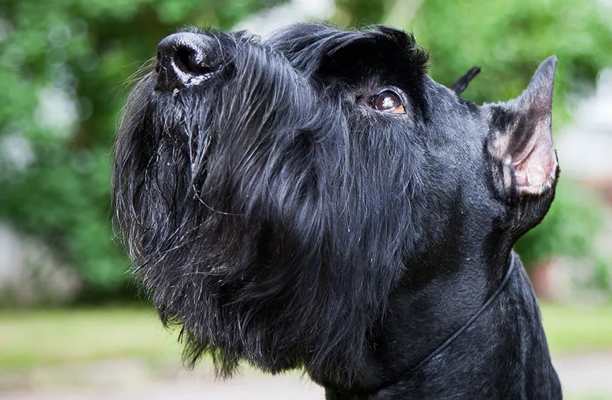 Unleashing the Magnificence: A Guide to Giant Schnauzer Health and Care Unleashing the Magnificence: A Guide to Giant Schnauzer Health and Care