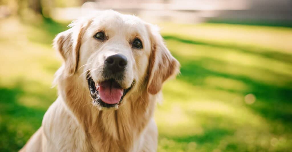 Understanding the Lifespan of Golden Retrievers: What Every Owner Should Know Understanding the Lifespan of Golden Retrievers: What Every Owner Should Know