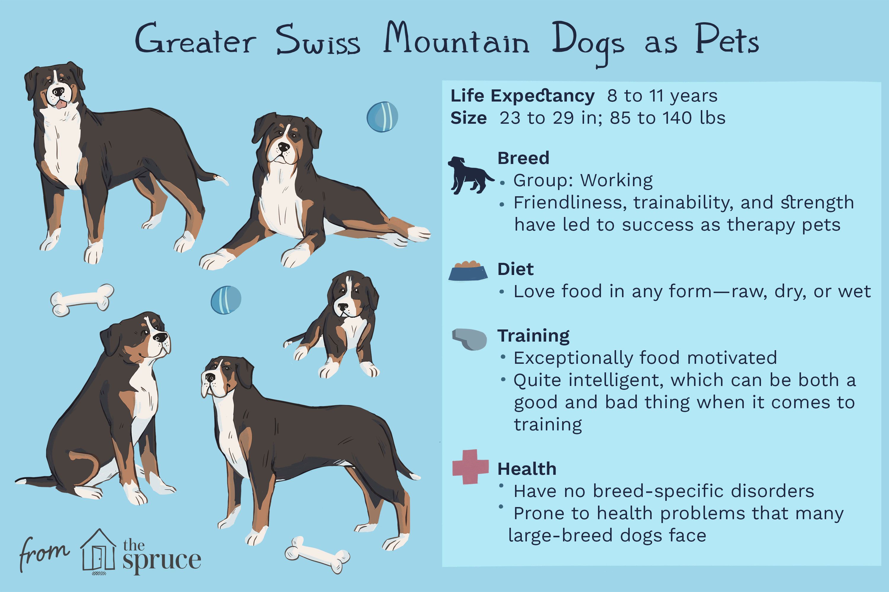 Unveiling the Strength: Why Greater Swiss Mountain Dogs Are an Ideal Companion Unveiling the Strength: Why Greater Swiss Mountain Dogs Are an Ideal Companion