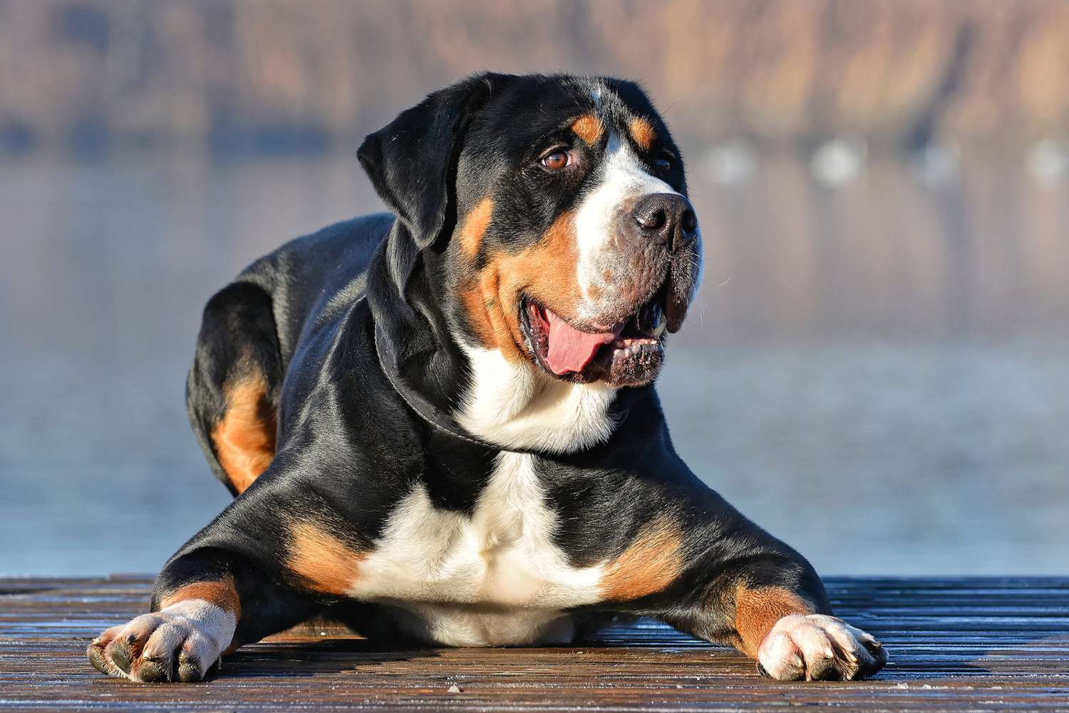Unveiling the Strength: Why Greater Swiss Mountain Dogs Are an Ideal Companion Unveiling the Strength: Why Greater Swiss Mountain Dogs Are an Ideal Companion