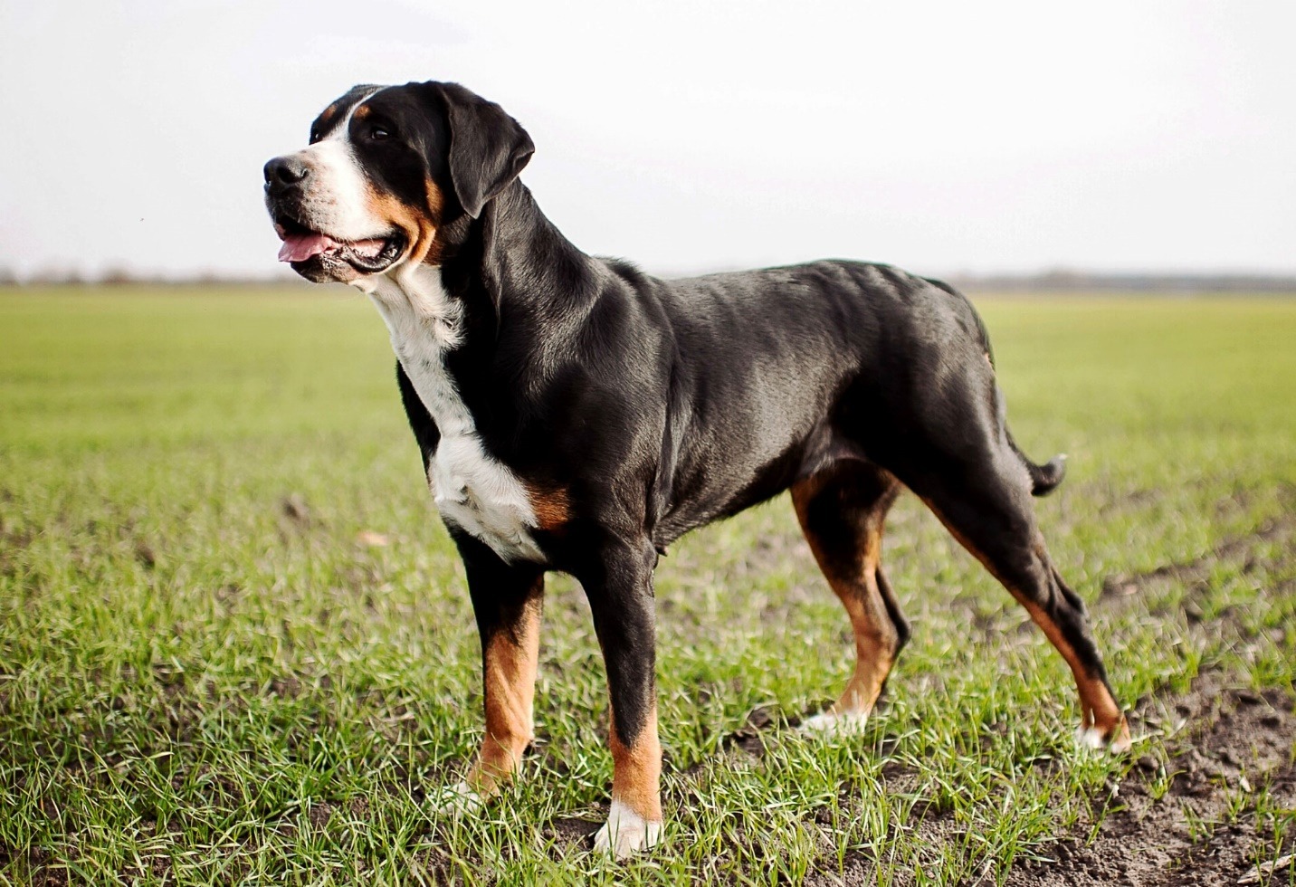 Unveiling the Strength: Why Greater Swiss Mountain Dogs Are an Ideal Companion Unveiling the Strength: Why Greater Swiss Mountain Dogs Are an Ideal Companion