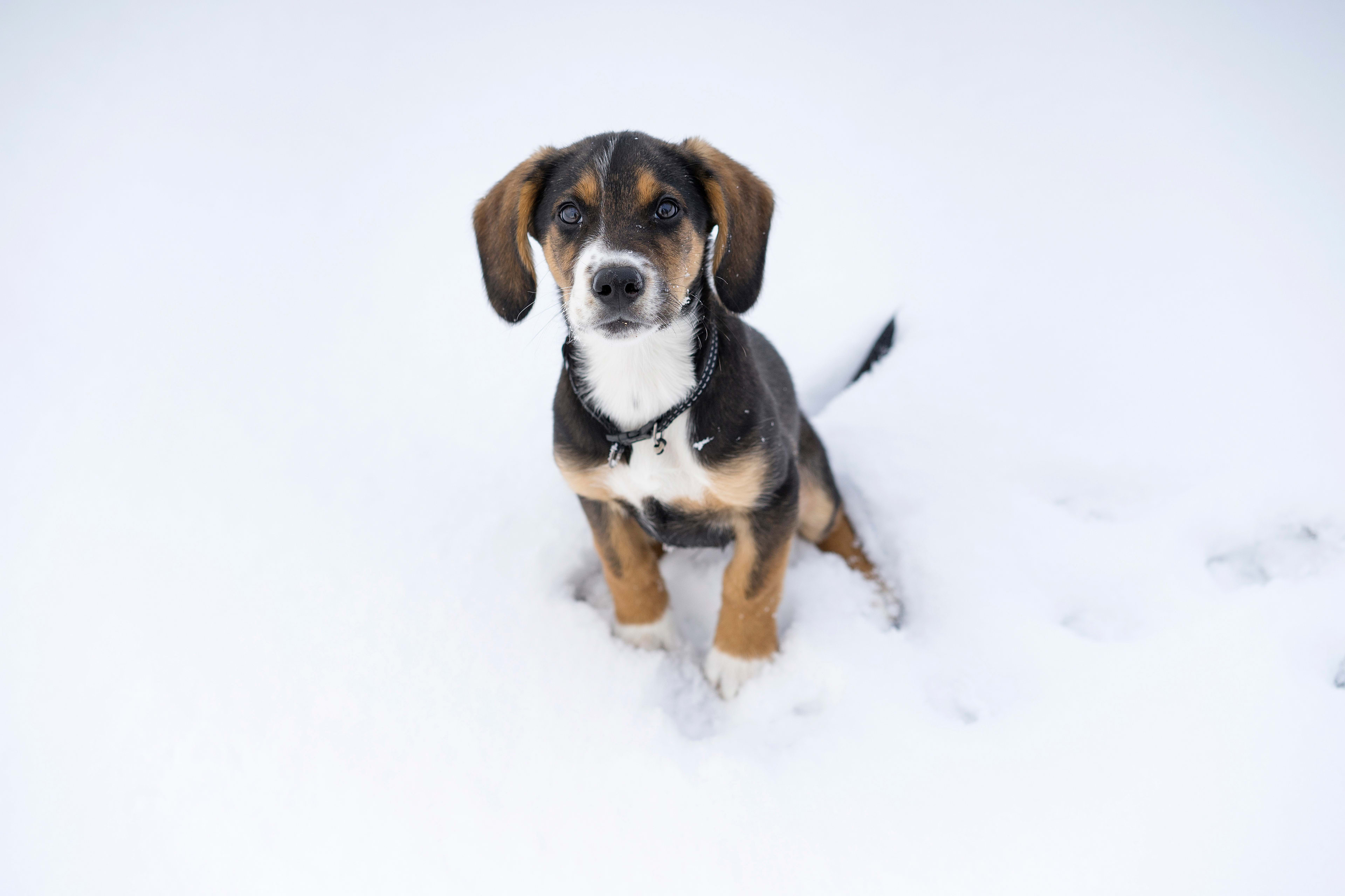 Unleashing the History and Character of the Harrier Hound Breed Unleashing the History and Character of the Harrier Hound Breed