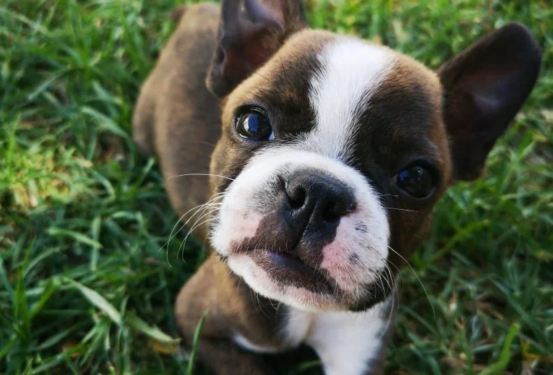 Your Guide to Finding Boston Terrier Puppies in the USA Your Guide to Finding Boston Terrier Puppies in the USA