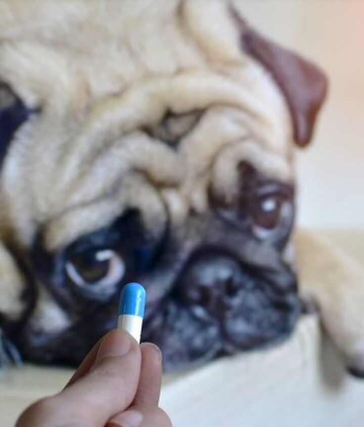 Paw-sitive Solutions: Creative Tricks to Help Your Dog Swallow Pills