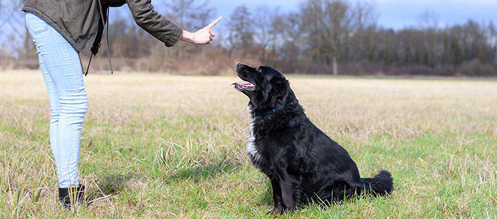 From Sit to Stand: Teaching Your Dog the Command Stance - Maintenance and Progression