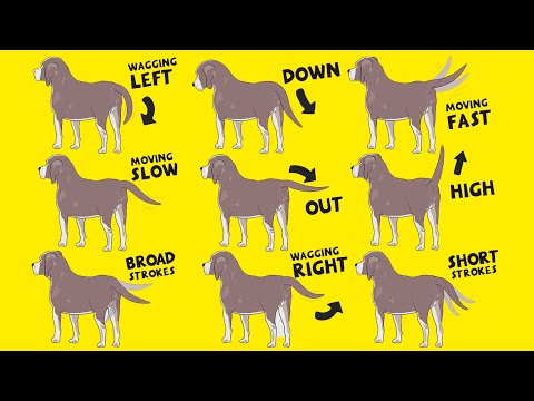 Tail Talk: What Your Dog's Wagging Tail is Really Saying - Conclusion: Enhancing Your Relationship with Your Canine Companion through Tail Talk