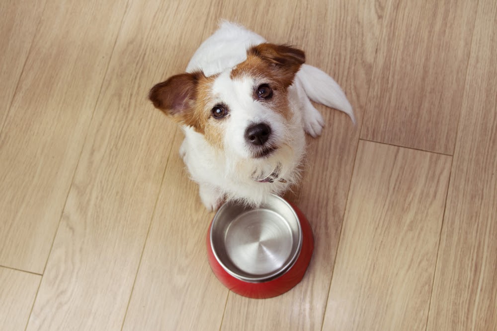 Unveiling the Mystery: Understanding Why Your Dog Won’t Eat