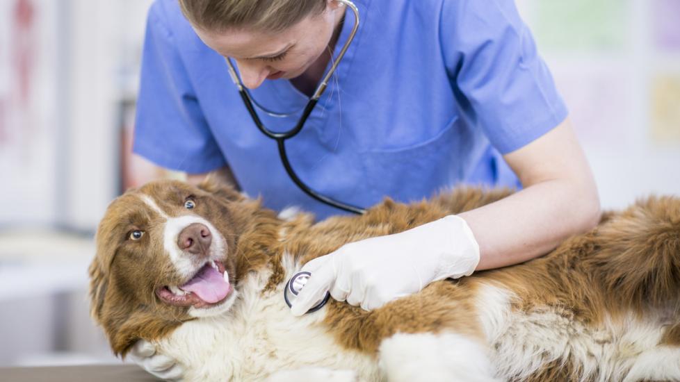 Decoding Heart Murmurs in Puppies: What Every Pet Owner Should Know Decoding Heart Murmurs in Puppies: What Every Pet Owner Should Know