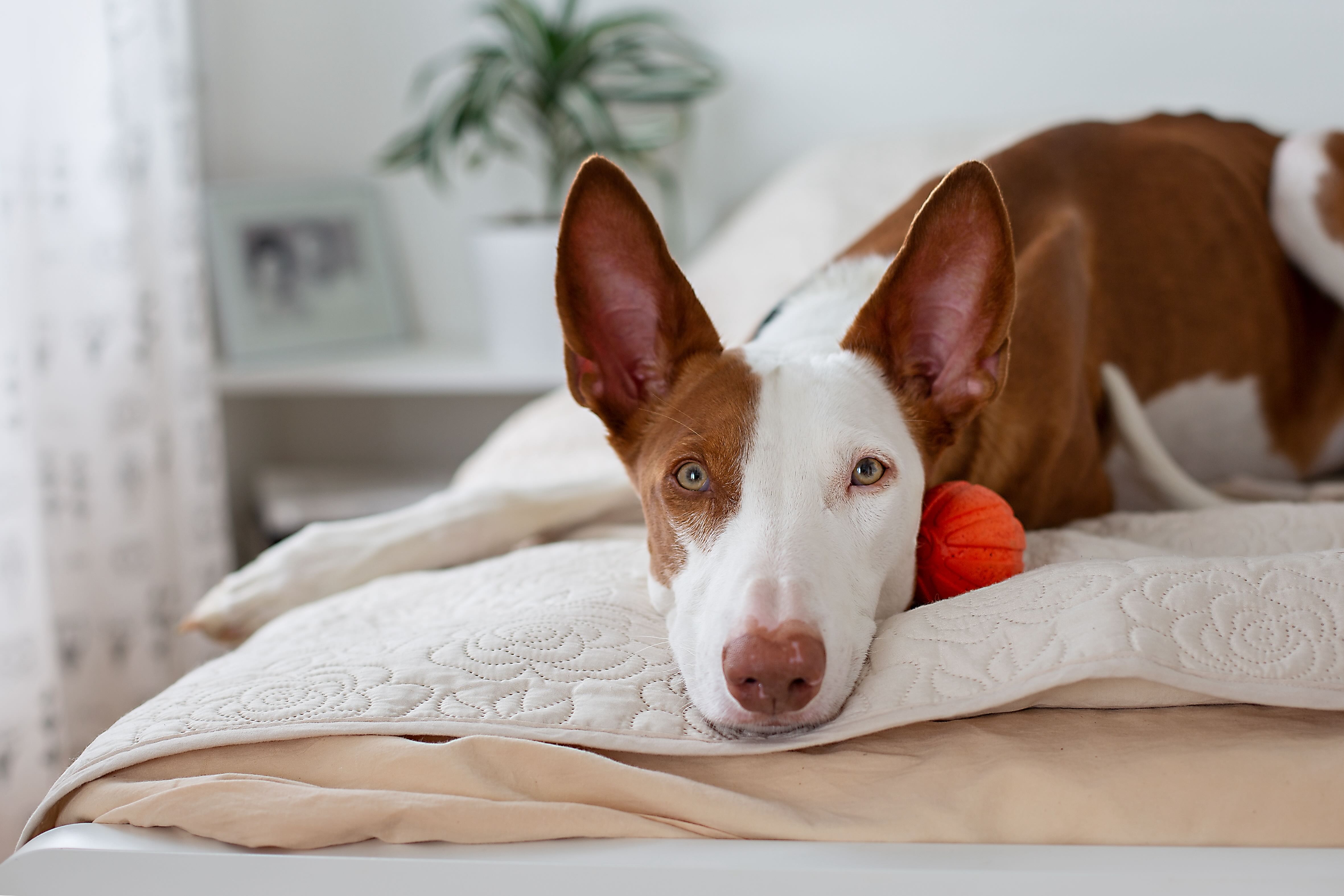 Unleashing the Elegance: Discovering the Ibizan Hound Breed Traits Unleashing the Elegance: Discovering the Ibizan Hound Breed Traits