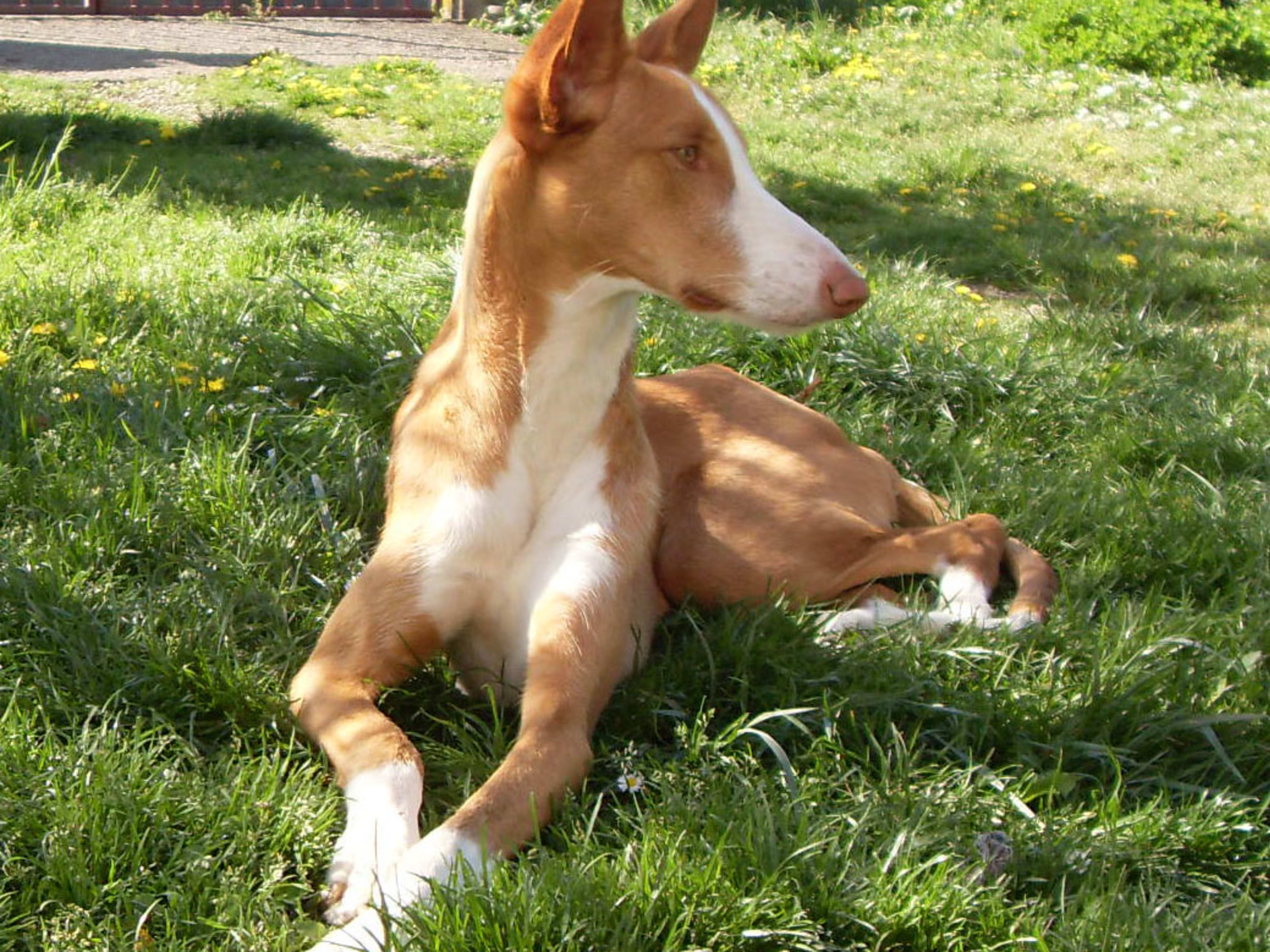 Unleashing the Elegance: Discovering the Ibizan Hound Breed Traits Unleashing the Elegance: Discovering the Ibizan Hound Breed Traits