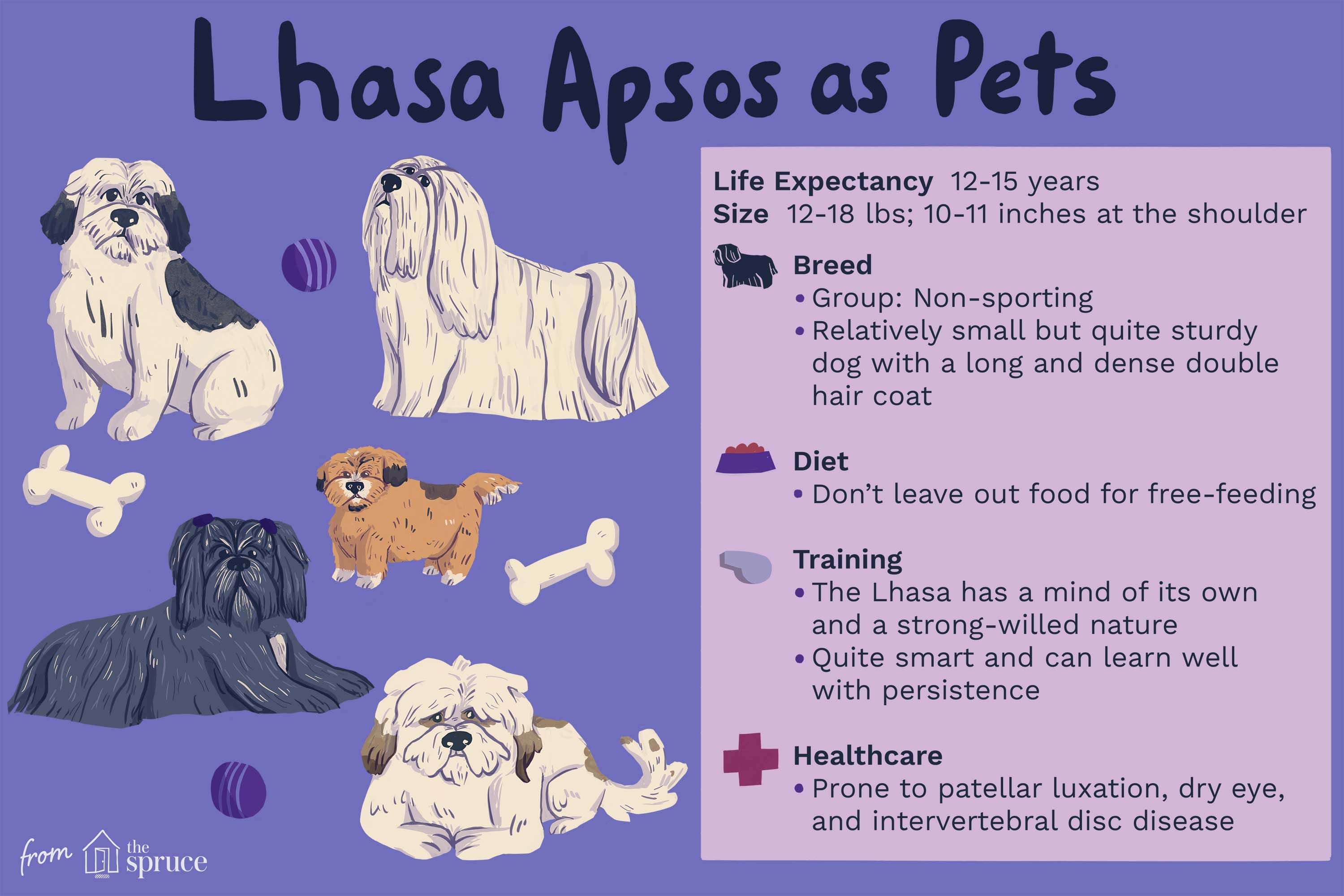 Discover the Enchanting World of Tibetan Lhasa Apso Puppies Discover the Enchanting World of Tibetan Lhasa Apso Puppies