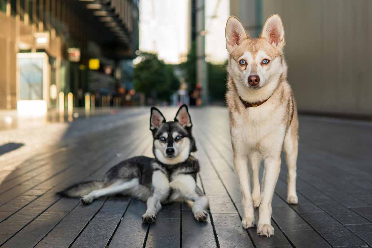 Unraveling the Mystique of the Alaskan Klee Kai Breed Unraveling the Mystique of the Alaskan Klee Kai Breed