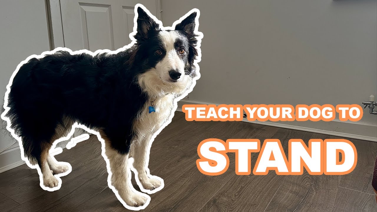 From Sit to Stand: Teaching Your Dog the Command Stance - Preparing for Training