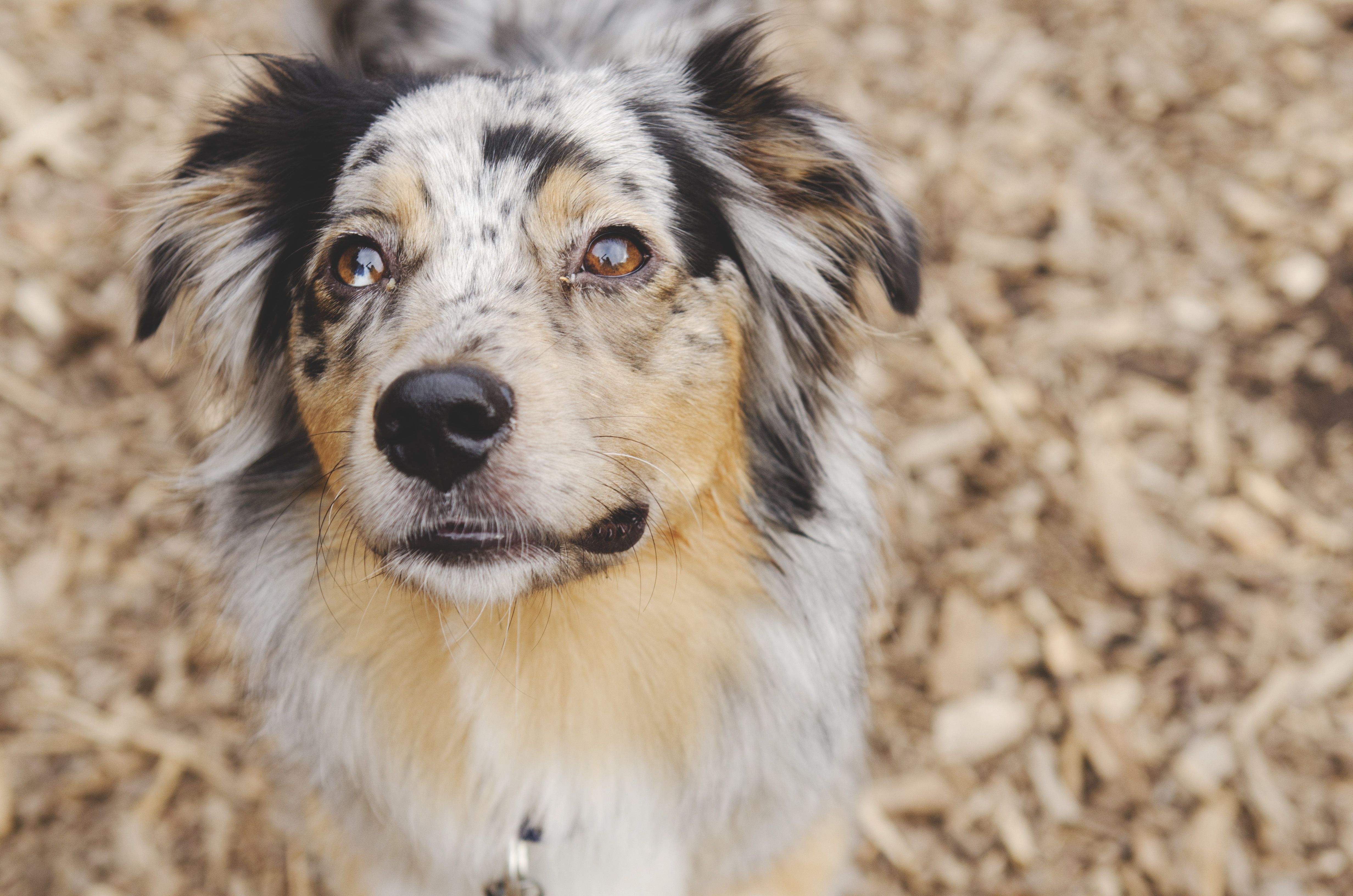 Unveiling the Charismatic Charm of Miniature American Shepherd Dogs Unveiling the Charismatic Charm of Miniature American Shepherd Dogs