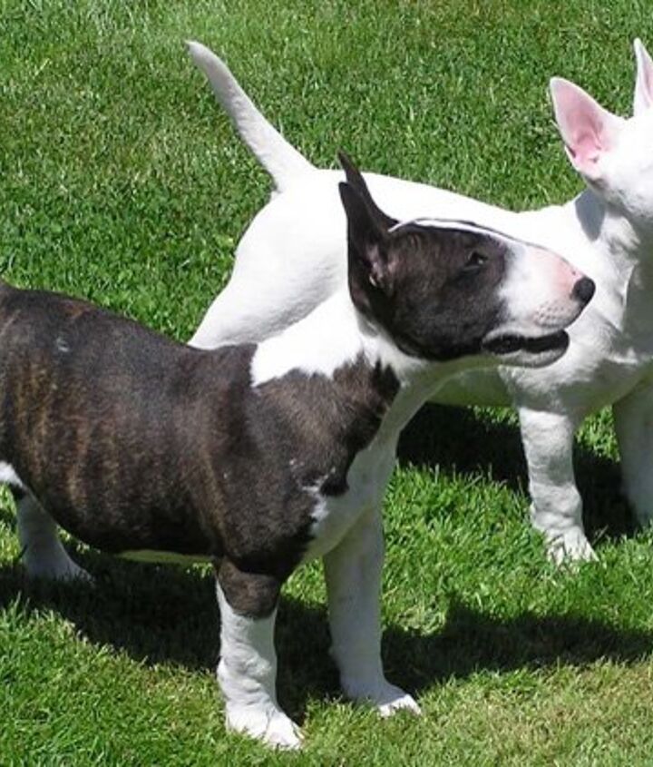 Unveiling the History of the Miniature Bull Terrier: From England to Your Home Unveiling the History of the Miniature Bull Terrier: From England to Your Home
