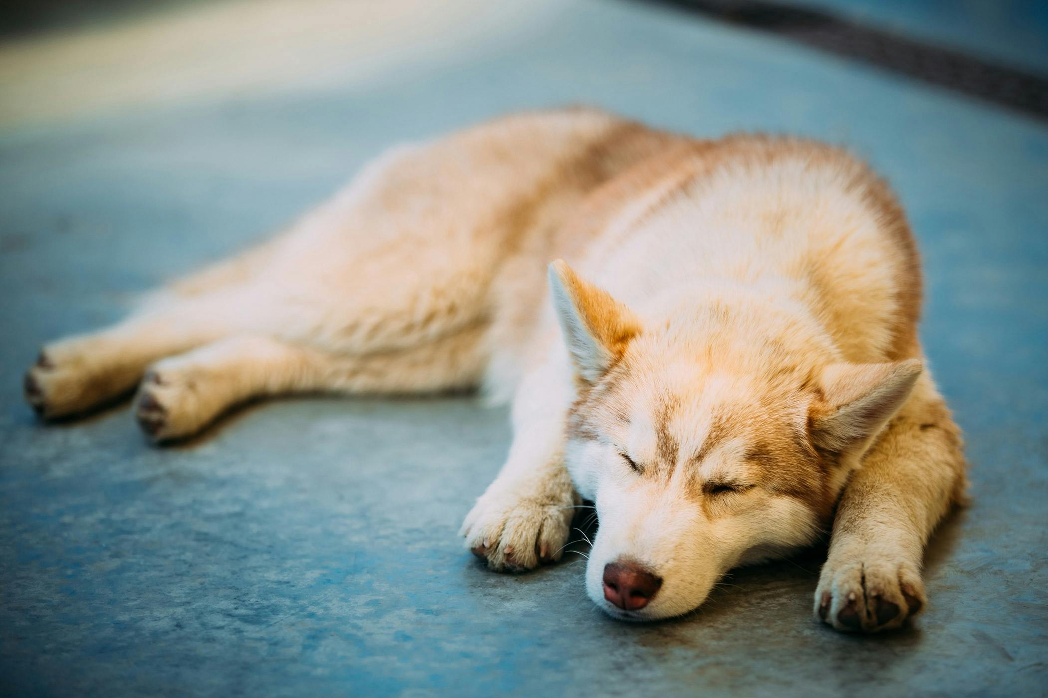 Uncovering the Mystery: Can Huskies Sleep the Pain Off? - Understanding Pain in Huskies