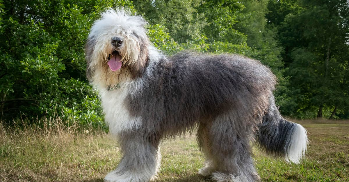 Unleashing the Charm: The Endearing Qualities of an Old English Sheepdog Puppy Unleashing the Charm: The Endearing Qualities of an Old English Sheepdog Puppy