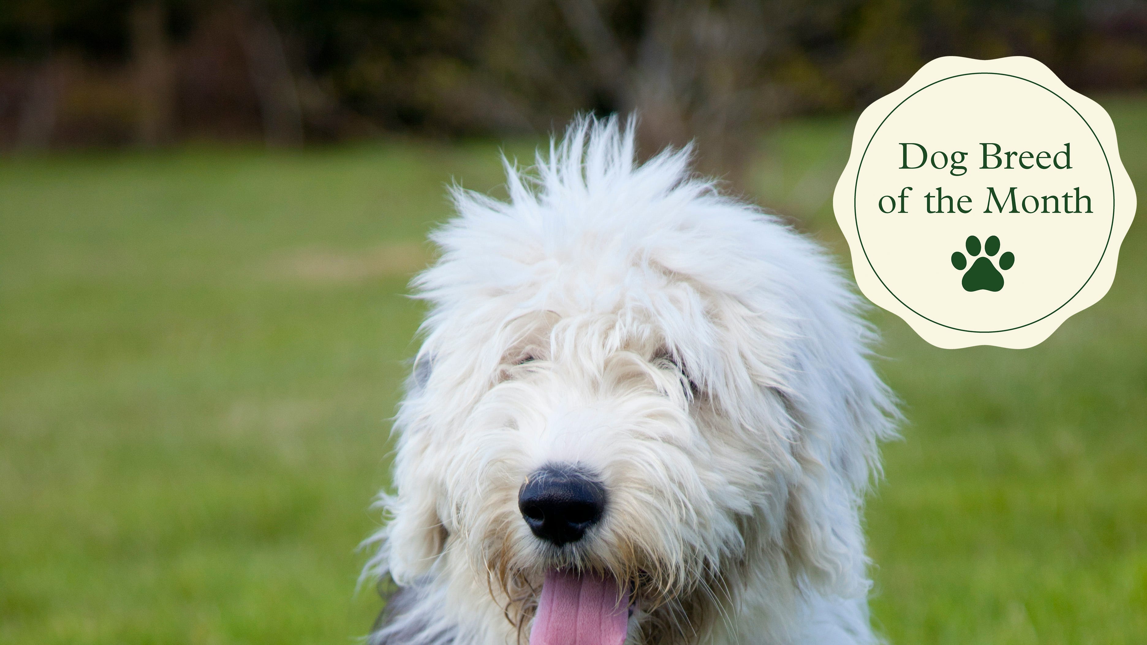 Unleashing the Charm: The Endearing Qualities of an Old English Sheepdog Puppy Unleashing the Charm: The Endearing Qualities of an Old English Sheepdog Puppy