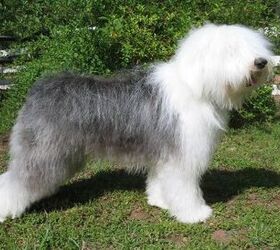 Unleashing the Charm: The Endearing Qualities of an Old English Sheepdog Puppy Unleashing the Charm: The Endearing Qualities of an Old English Sheepdog Puppy