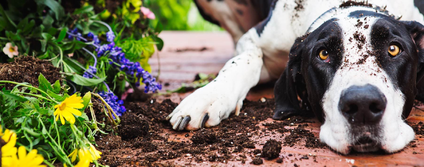 Dog-Proofing Your Walls: Strategies for Stormy Situations - Training and Behavioral Strategies