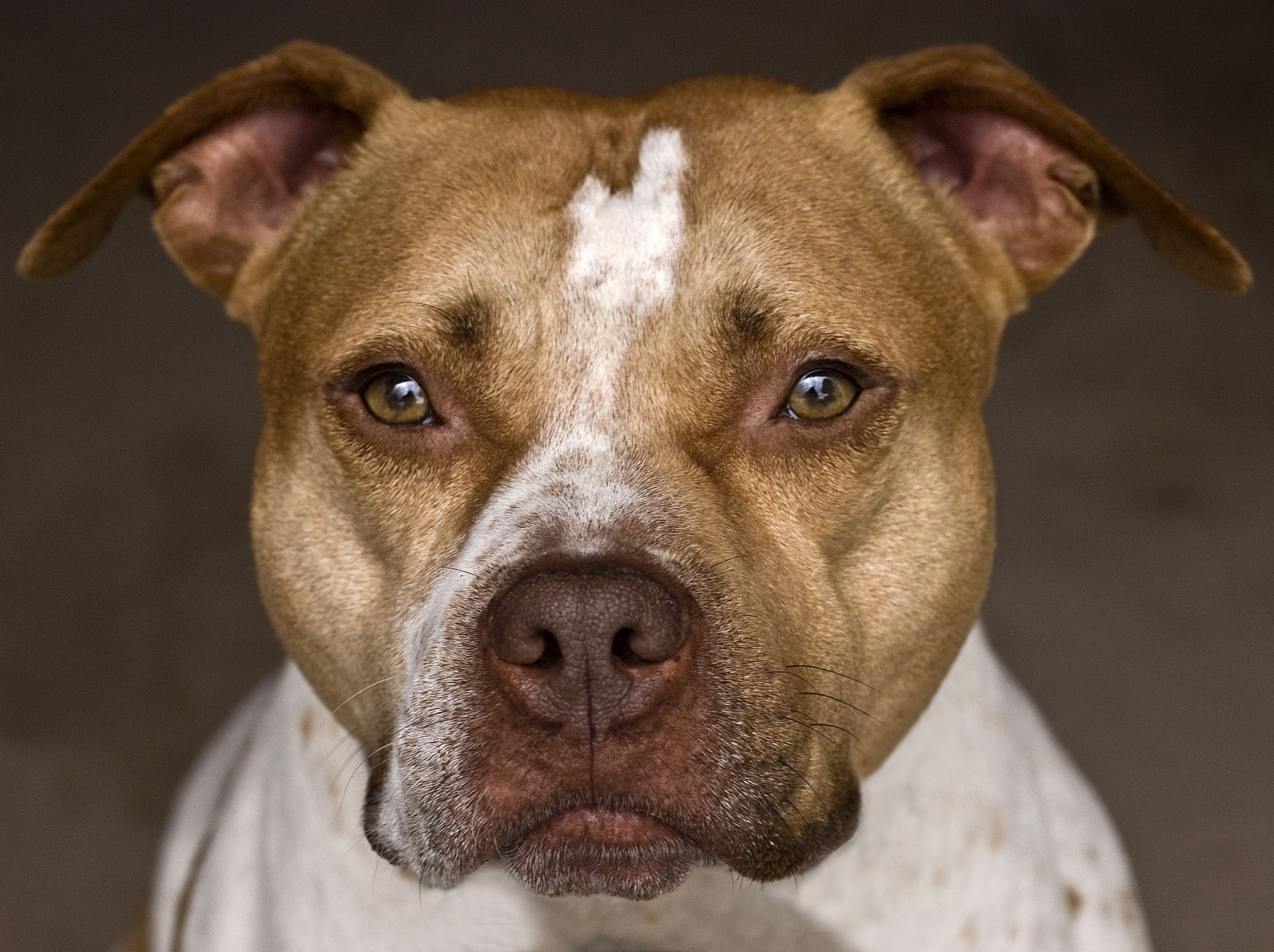 The American Pit Bull Terrier: Understanding Their Unique Traits and Temperament The American Pit Bull Terrier: Understanding Their Unique Traits and Temperament